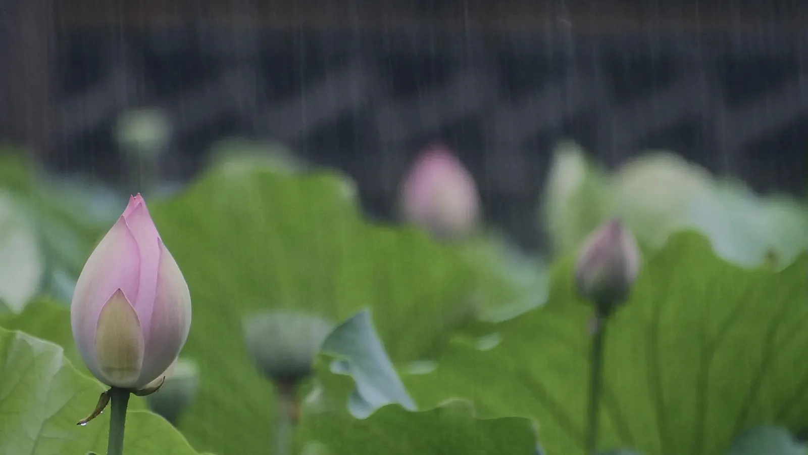 又下雨了 的封面图